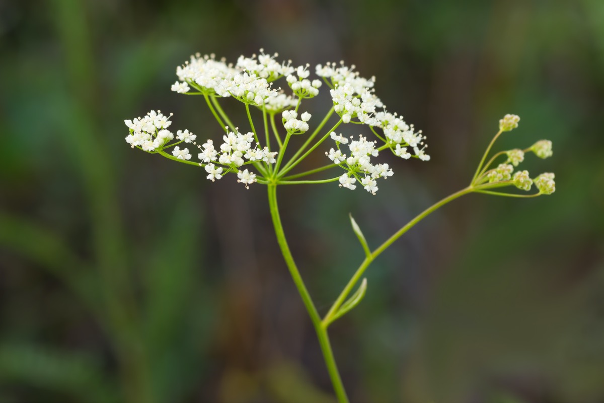 Le proprietà dell'erba pimpinella, rimedio naturale antico