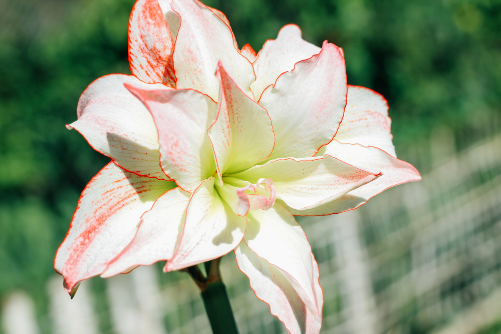 Come coltivare l'hippeastrum: 8 consigli utili per l'ippeastro
