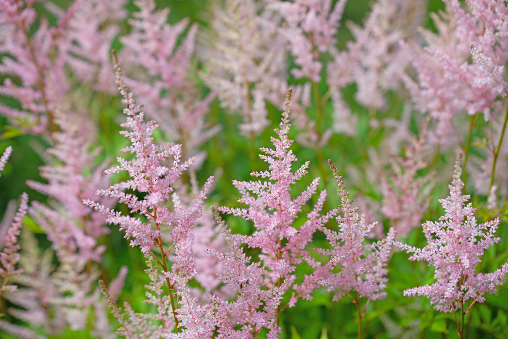 quali-fiori-coltivare-cimitero-astilbe_0.jpg