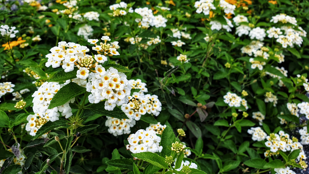 quali-fiori-coltivare-cimitero-lantana_0.jpg