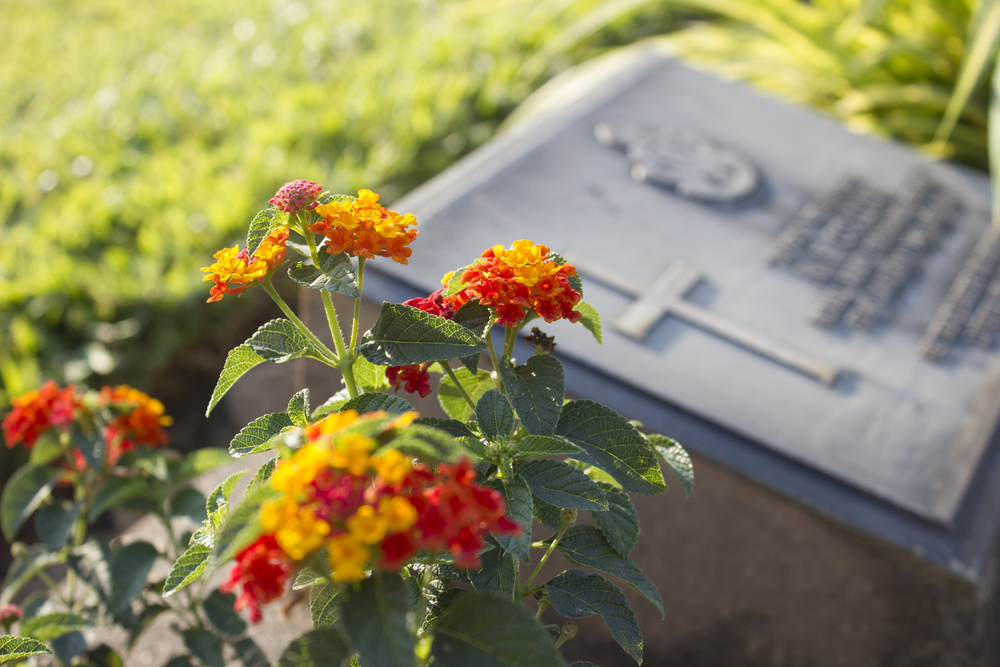 Quali fiori coltivare per il cimitero: i più belli