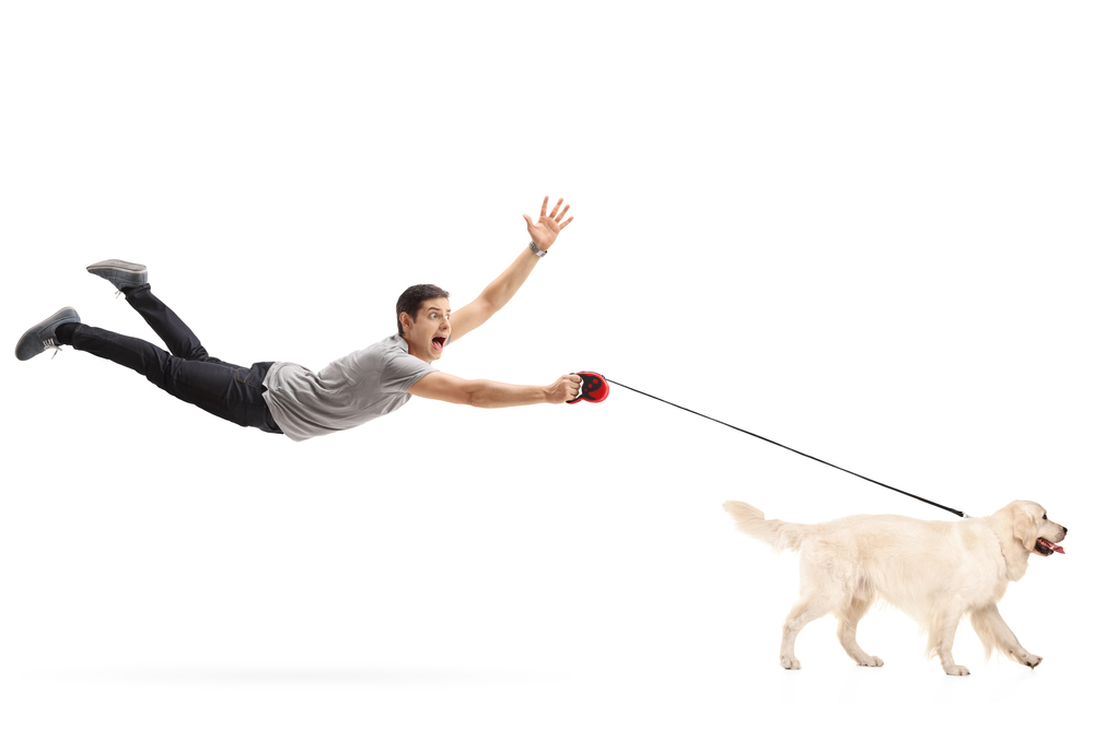 Come calmare un cane irrequieto in modo semplice