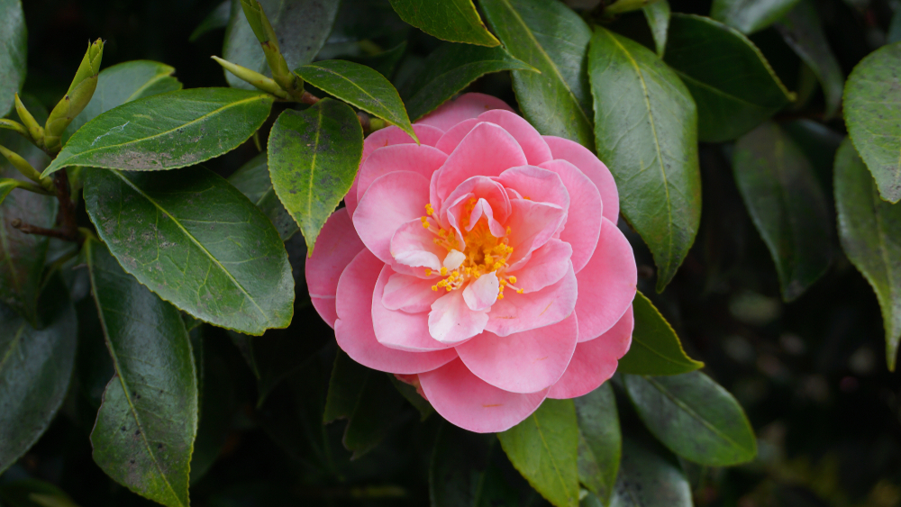 fiori-autunnali-camelia.jpg