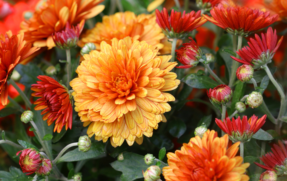 Fiori autunnali: le immagini più belle per idee da balcone