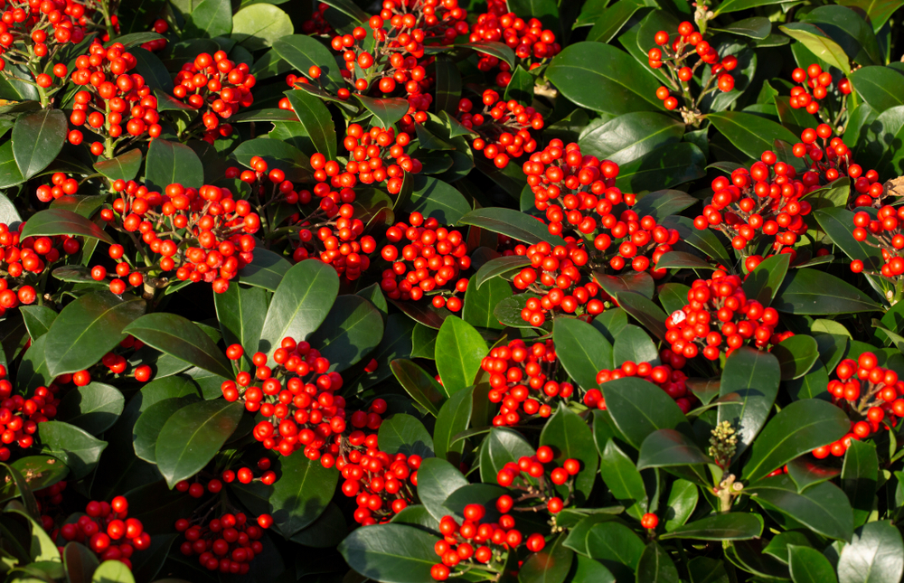 fiori-autunnali-skimmia.jpg