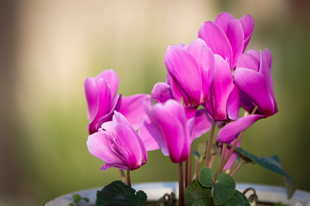 Come avere ciclamini sempre belli