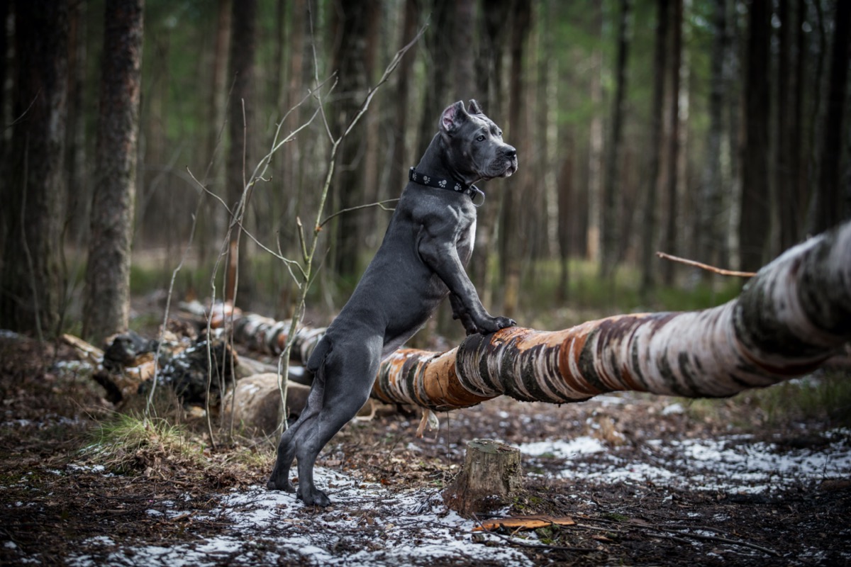 Razze-cani-piu-grandi-mondo-cane-corso.jpg