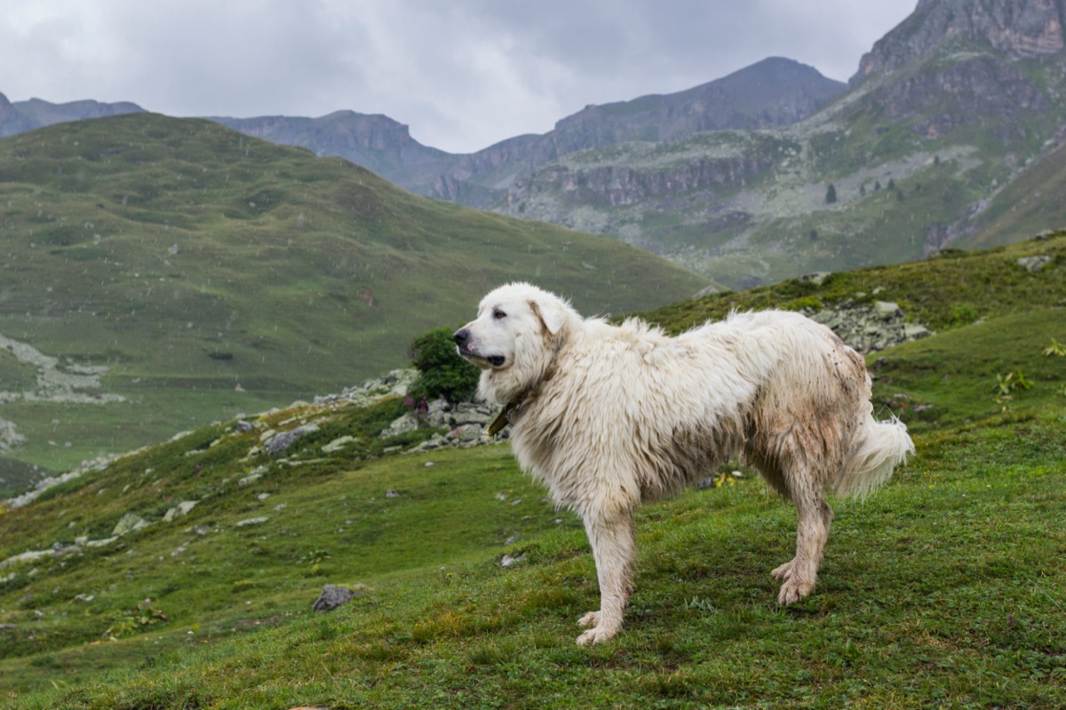 Razze-cani-piu-grandi-mondo-cane-montagna-pirenei.jpg