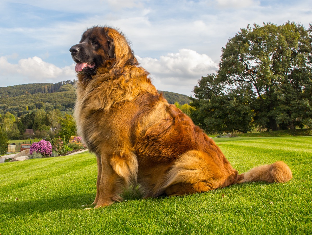 Le razze di cani più grandi del mondo e le foto degli esemplari