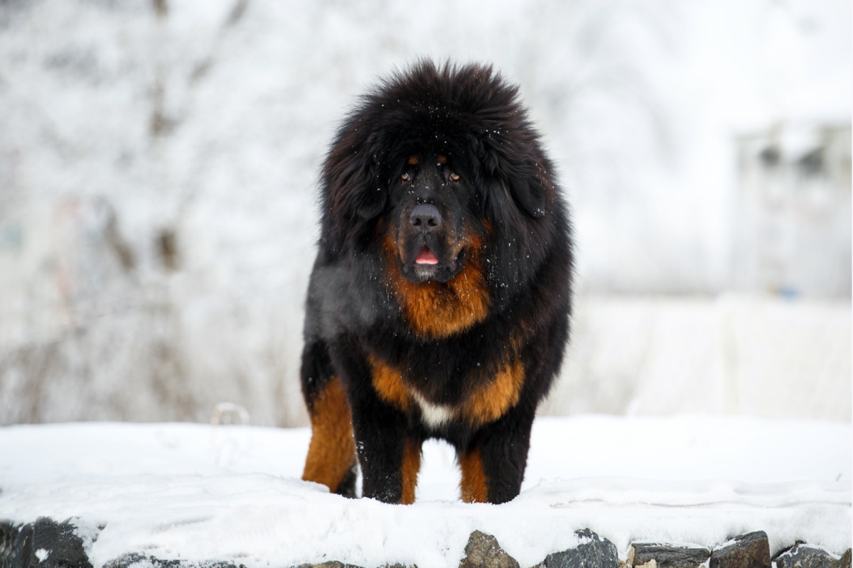 Razze-cani-piu-grandi-mondo-mastino-tibetano.jpg
