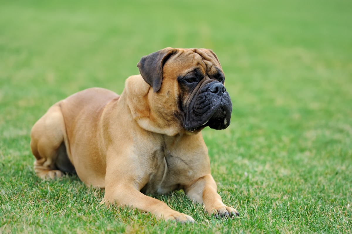 Razze-cani-piu-grandi-mondo-mastino.jpg