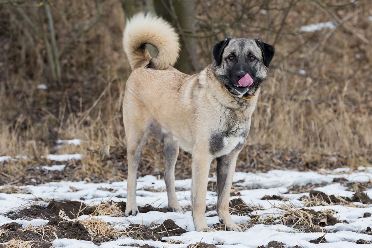 Razze-cani-piu-grandi-mondo-pastore-anatolia.jpg