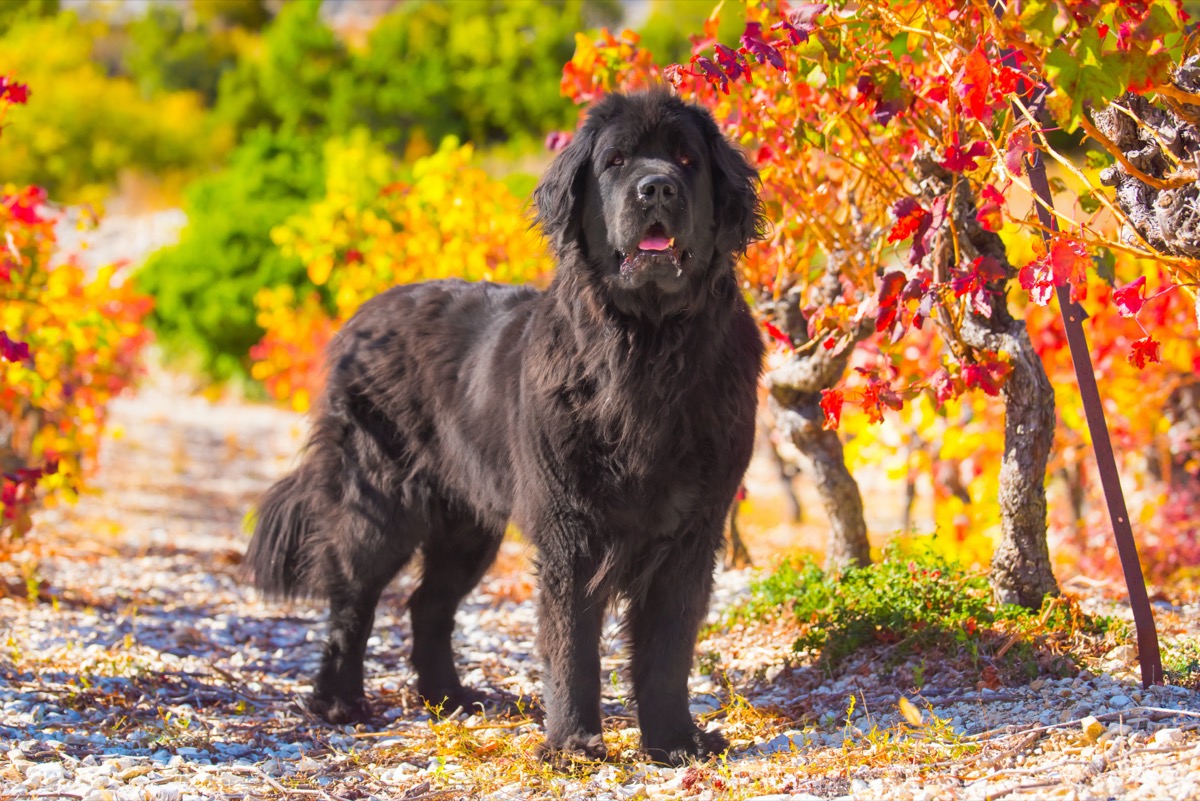 Razze-cani-piu-grandi-mondo-terranova.jpg