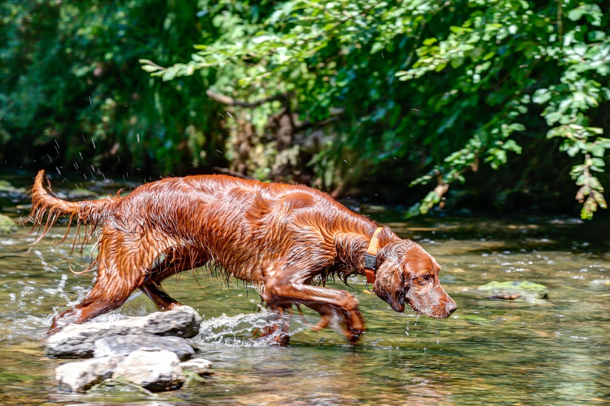 Razze di cani da caccia: le 5 più famose