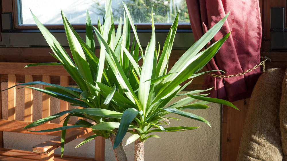 Come coltivare la yucca: 11 consigli utili