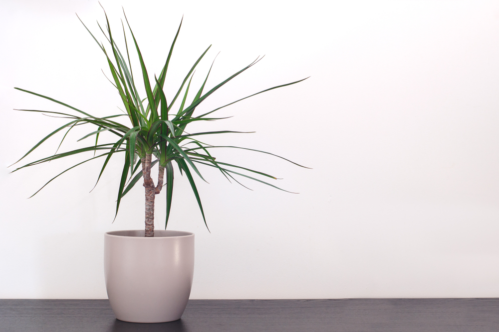 Come coltivare la dracena: 11 consigli utili