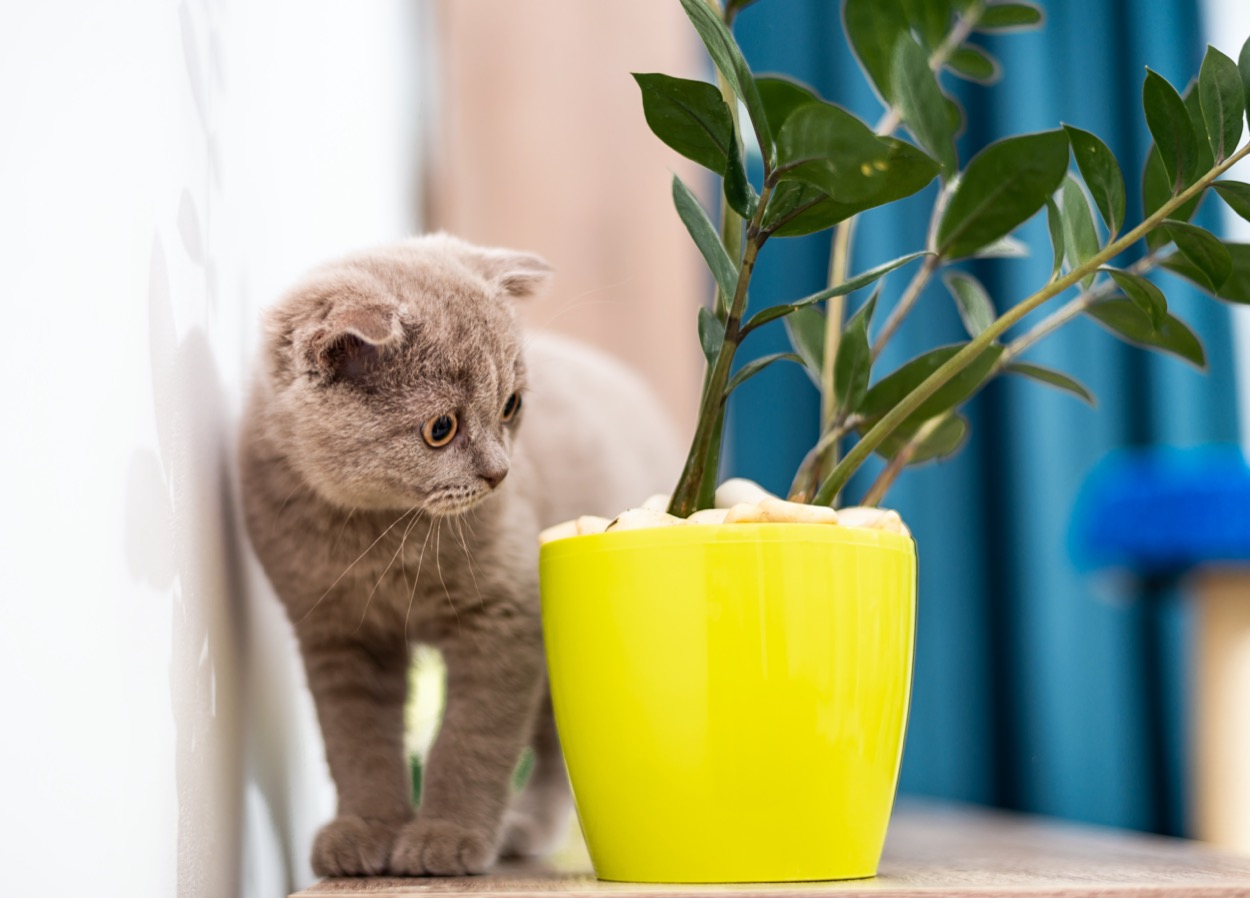 Piante tossiche per i gatti: la lista delle più velenose