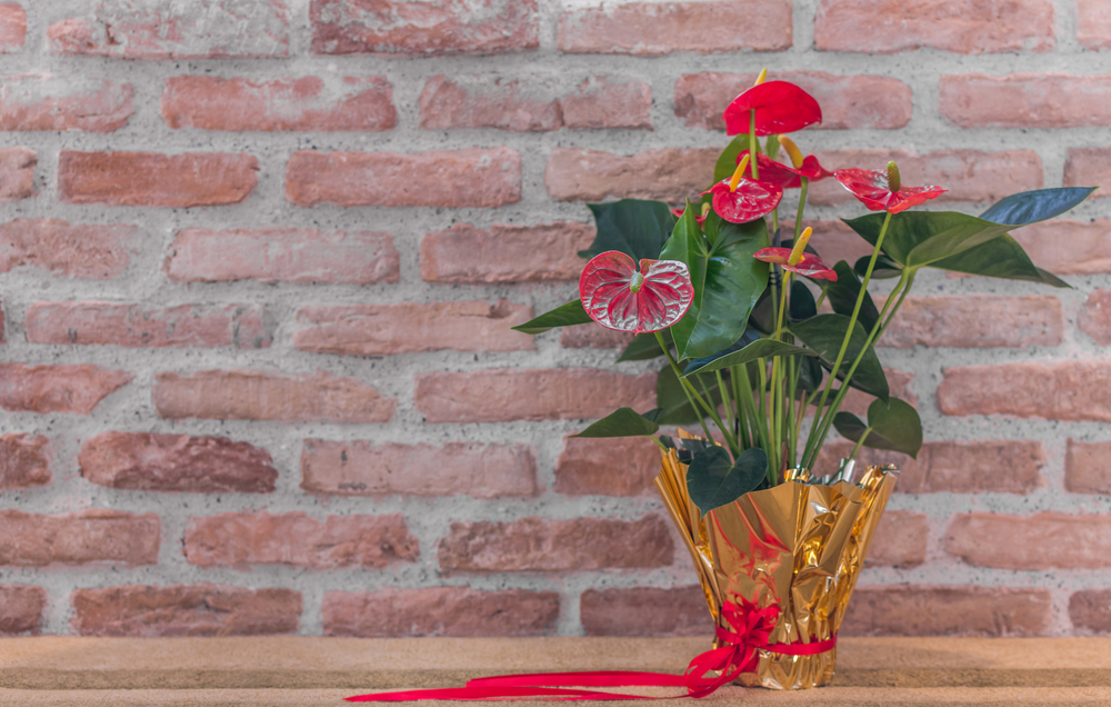 quali-fiori-coltivare-natale-anthurium.jpg
