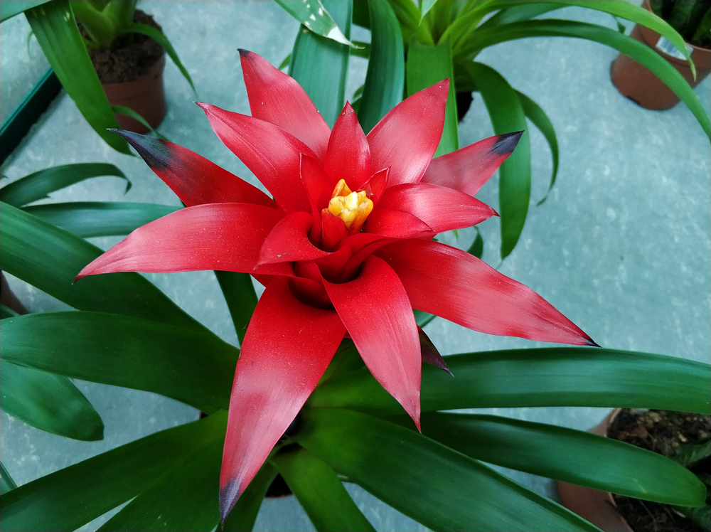 quali-fiori-coltivare-natale-guzmania.jpg
