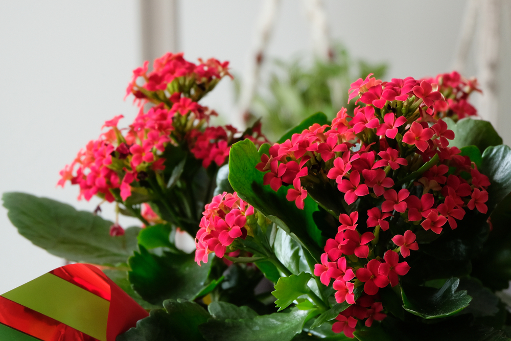 quali-fiori-coltivare-natale-kalanchoe.jpg