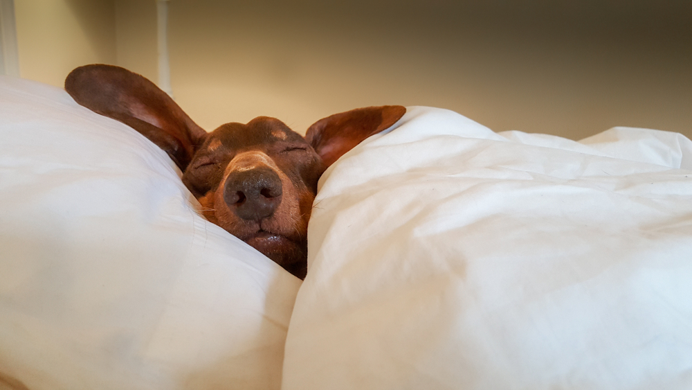 Cani da appartamento taglia media: quali scegliere