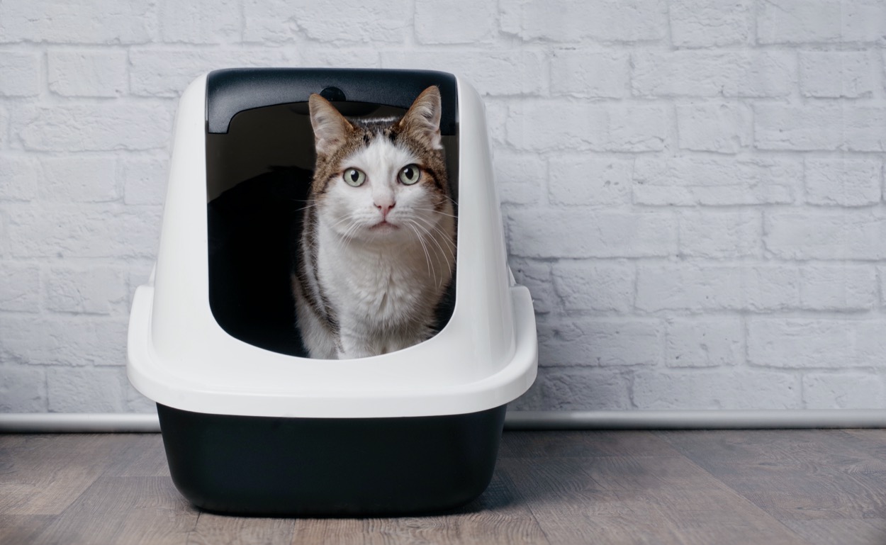 Diarrea nel gatto: le cause e cosa fare se accade