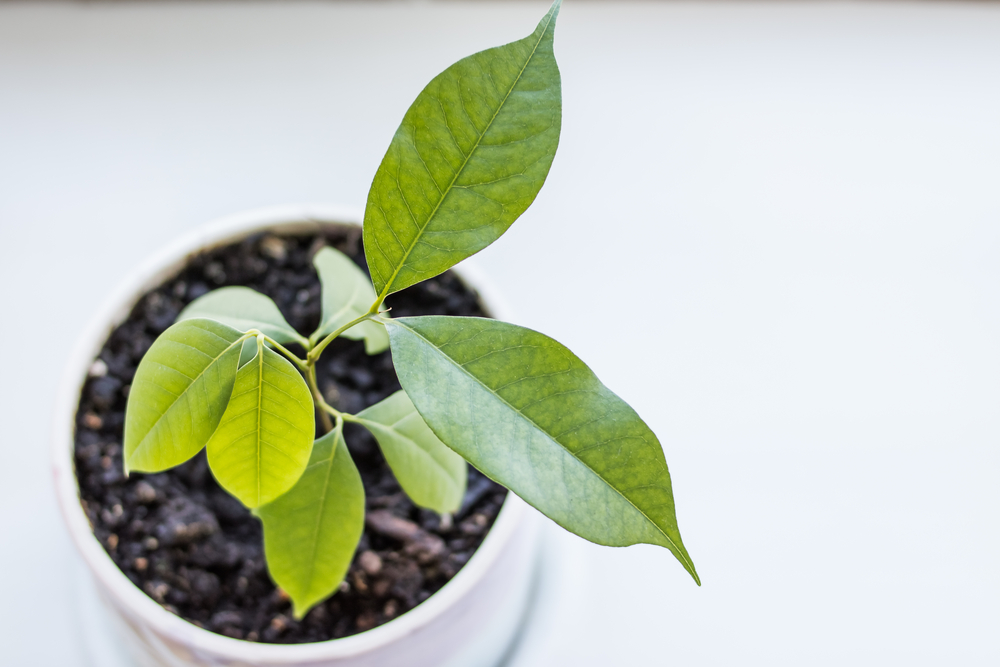 Come coltivare il litchi in vaso: 6 consigli utili