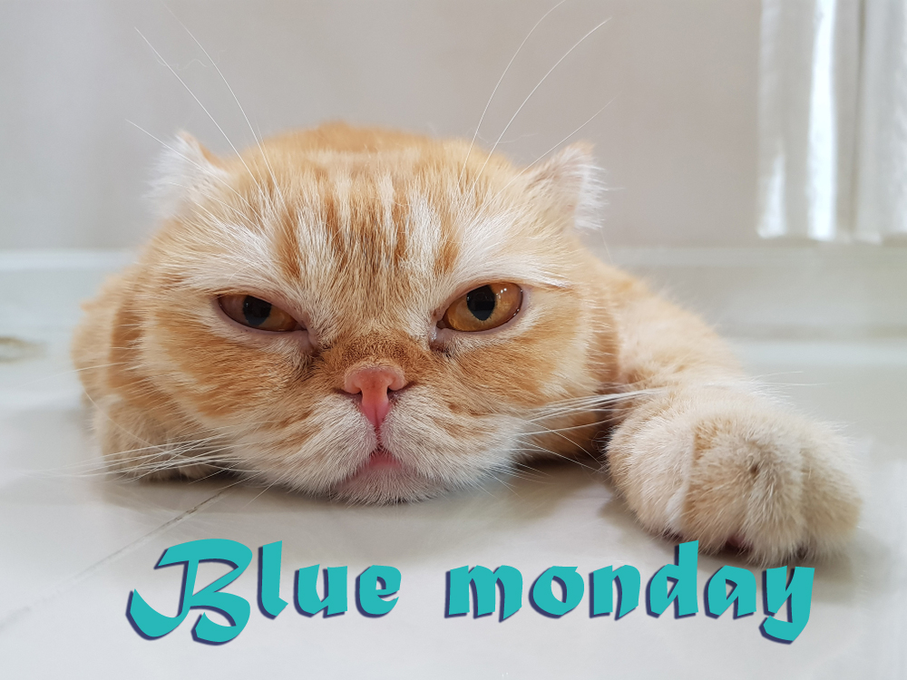 blue-monday-immagini-divertenti-1.jpg