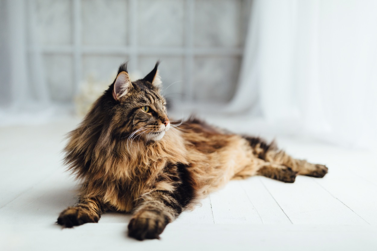 Le razze di gatti da appartamento più famose
