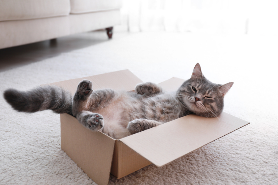 Gatto solo in casa: i consigli