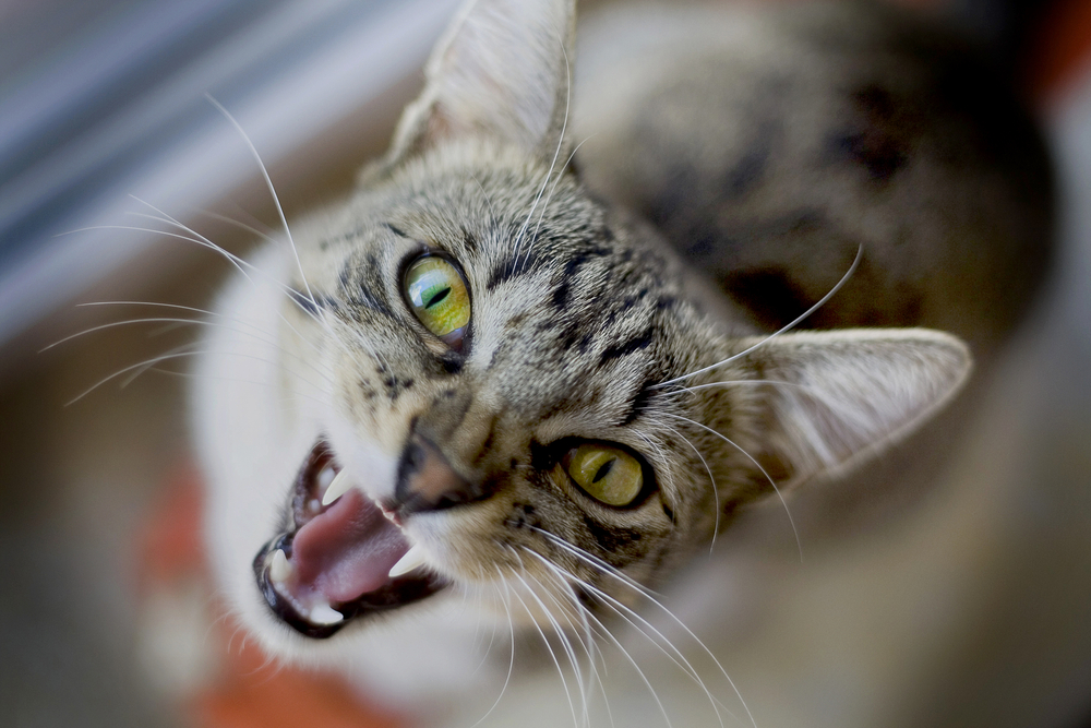 10 motivi per cui il gatto si arrabbia