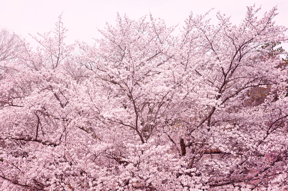 sfondi-desktop-paesaggi-primaverili-gratis-6.jpg