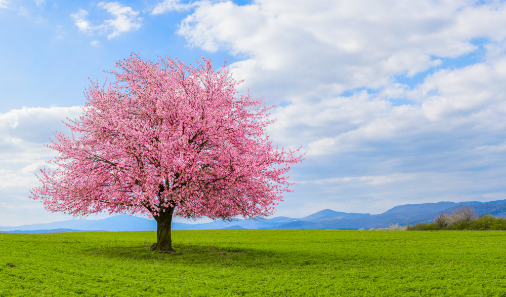 sfondi-desktop-paesaggi-primaverili-gratis-7_0.jpg