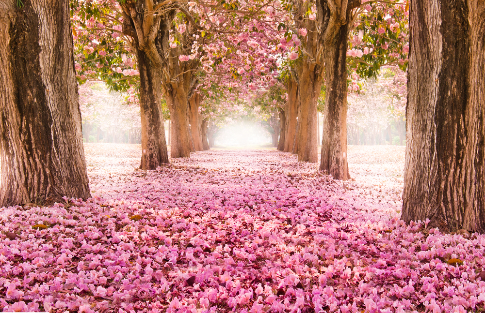 sfondi-desktop-paesaggi-primaverili-gratis-8.jpg