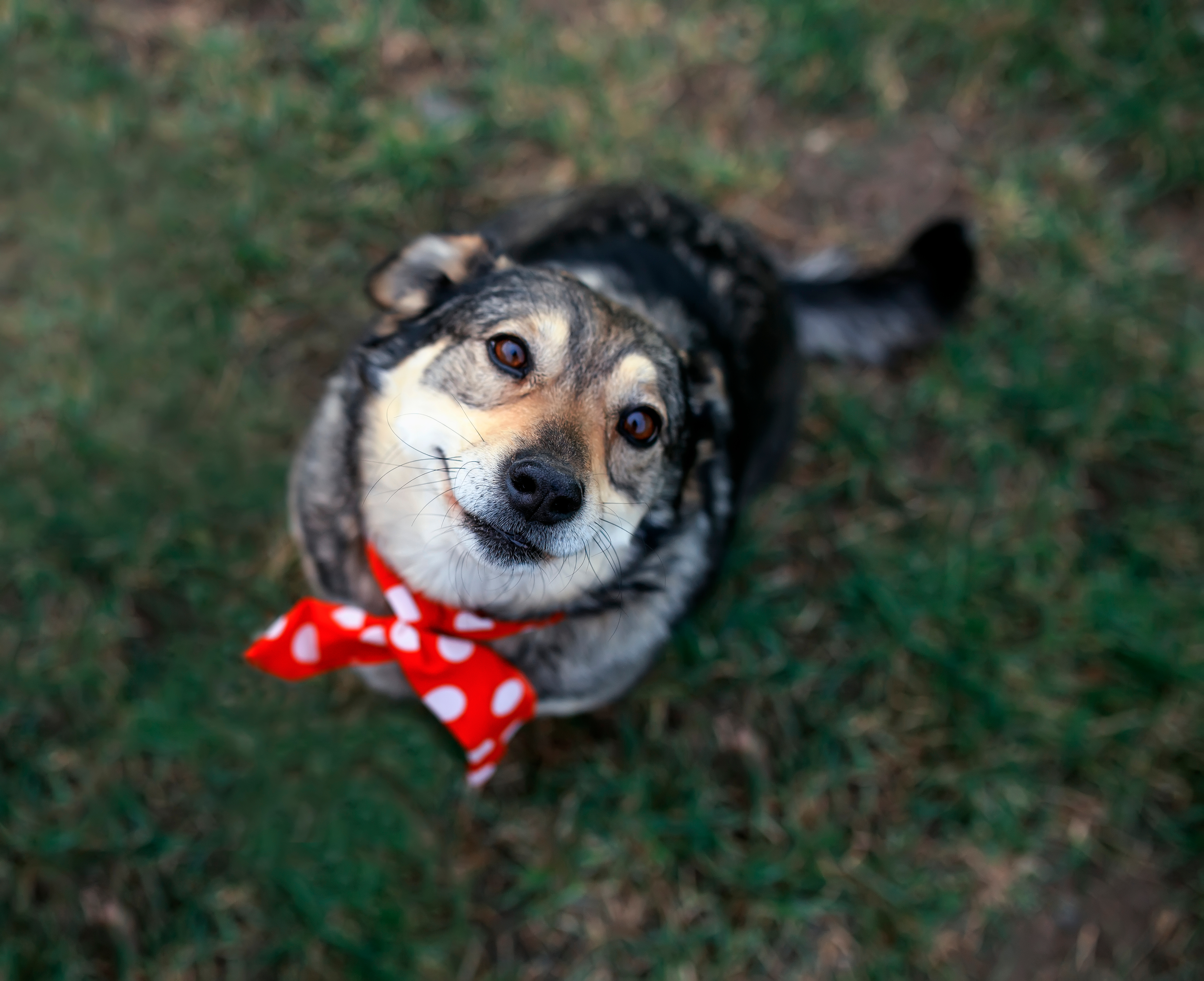 10 ottimi motivi per adottare un cane anziano