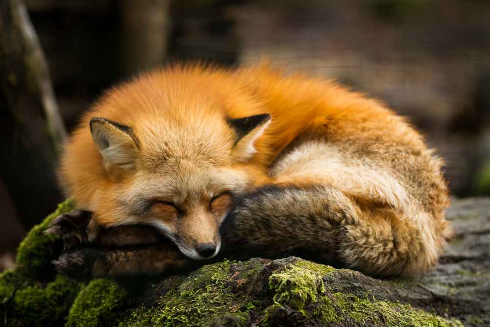Frasi famose sugli animali, le più belle