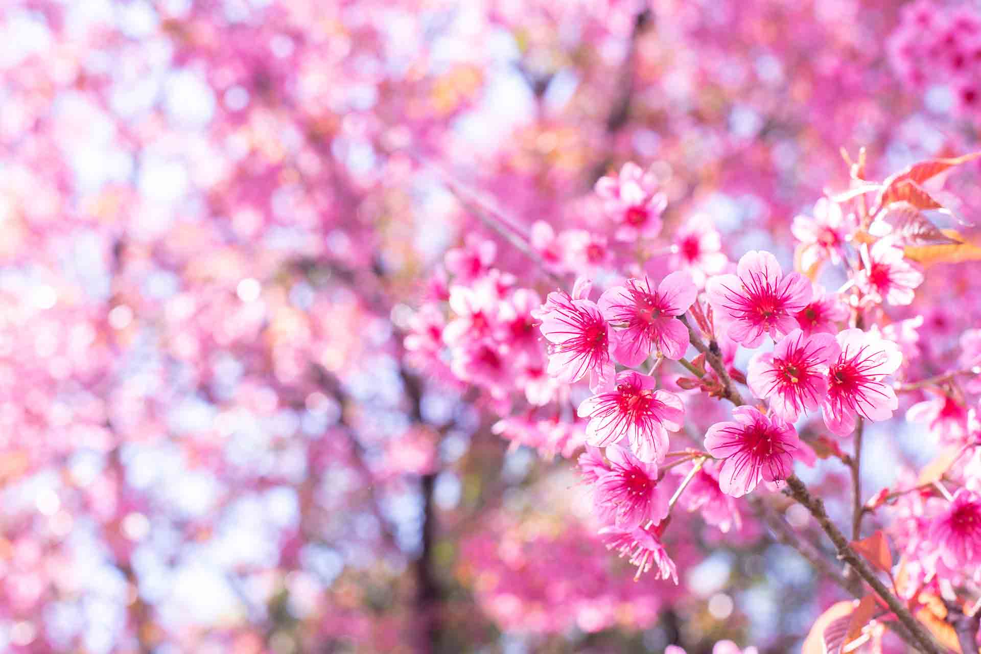 Frasi sulla primavera che sta arrivando