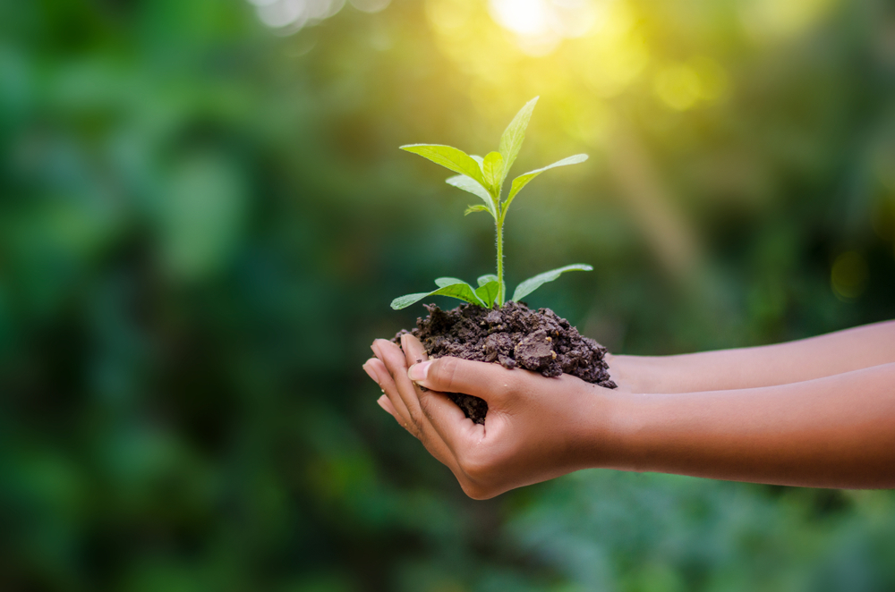 Frasi a tema ambiente e ecologia sulle quali riflettere