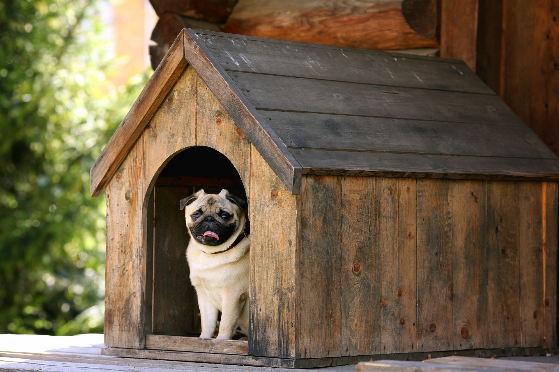 Cucce per cani piccoli, consigli per costruirle
