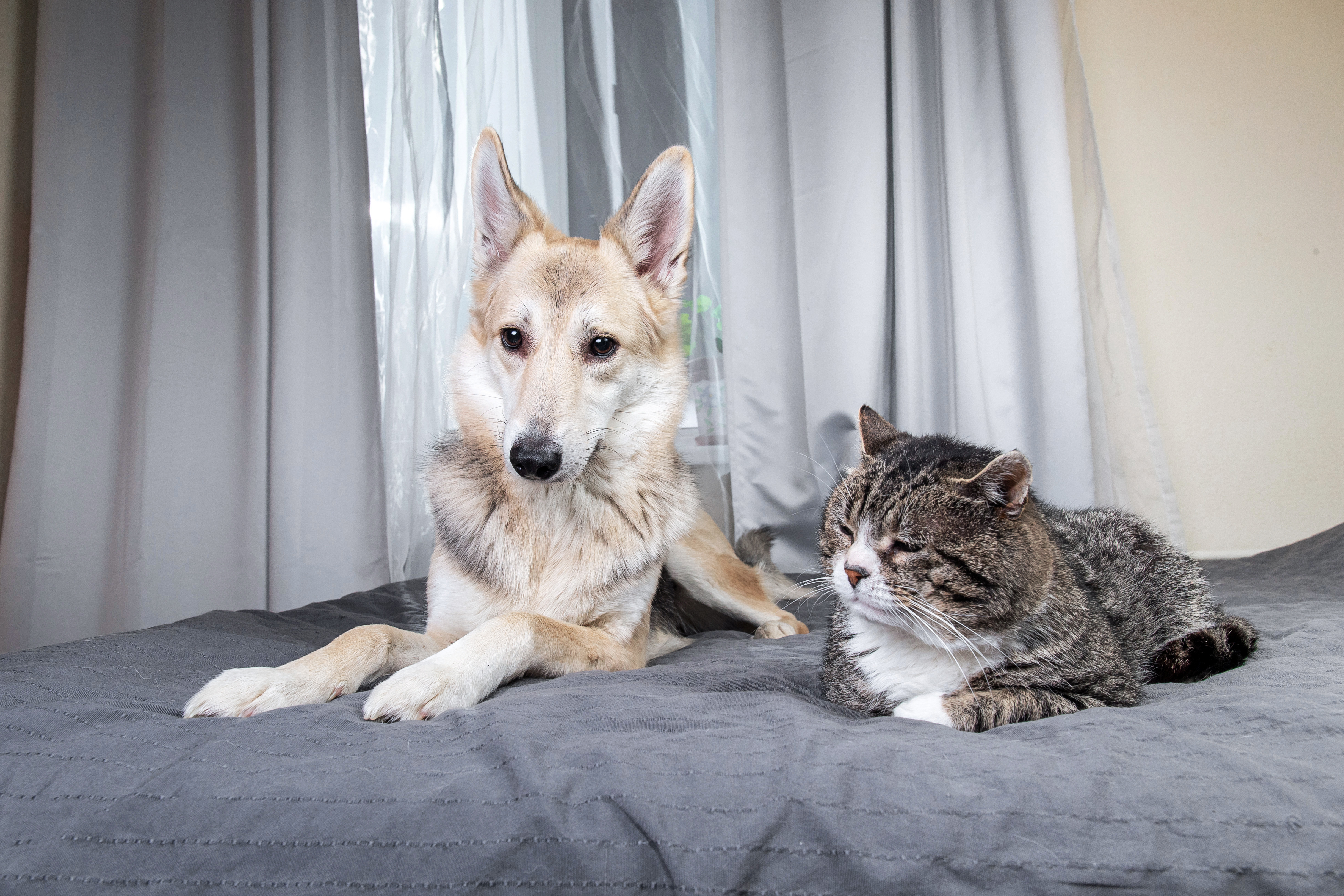8 frasi su gatti e cani che ce li fanno amare ancora di più