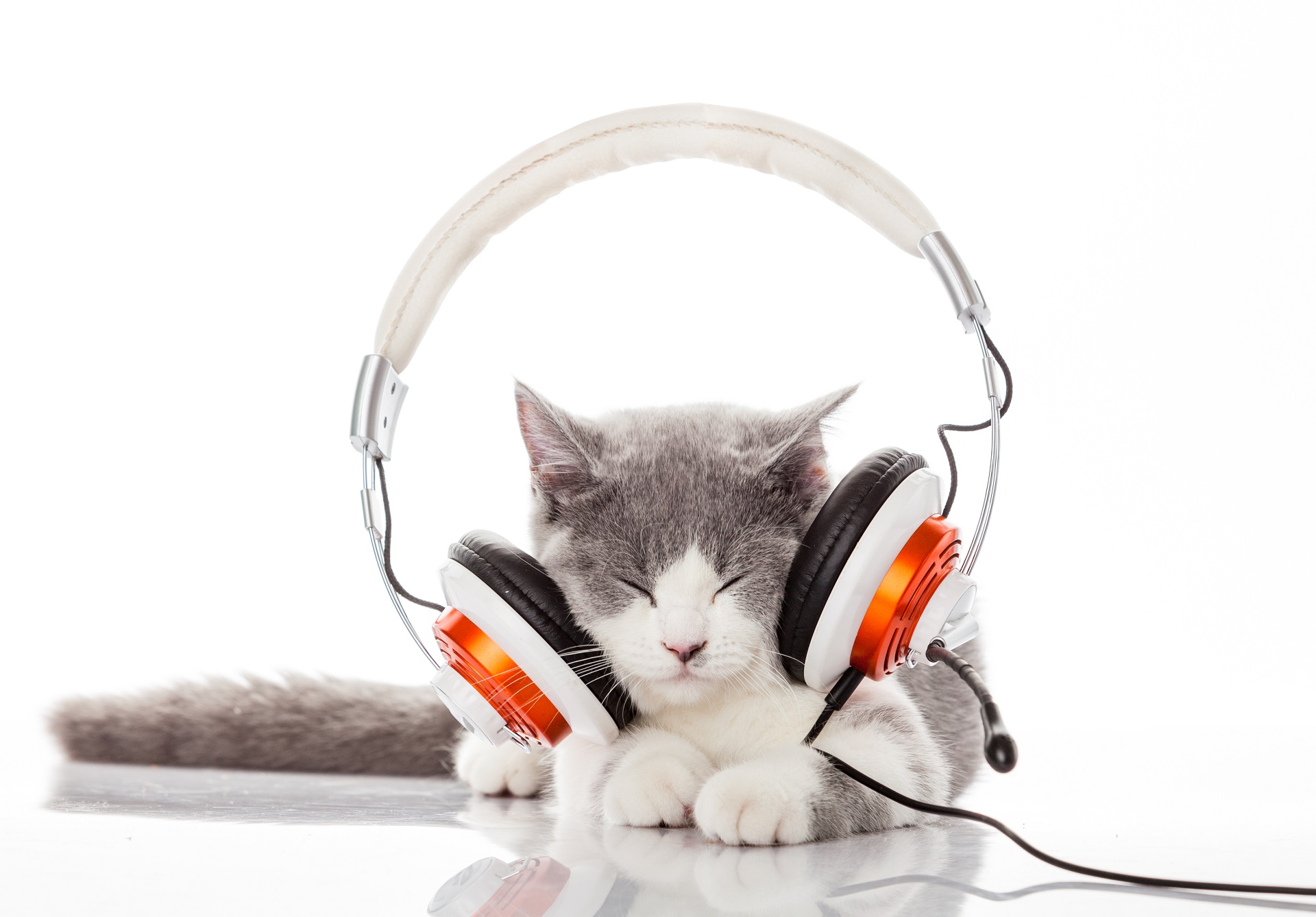 Musica rilassante per gatti, quale scegliere