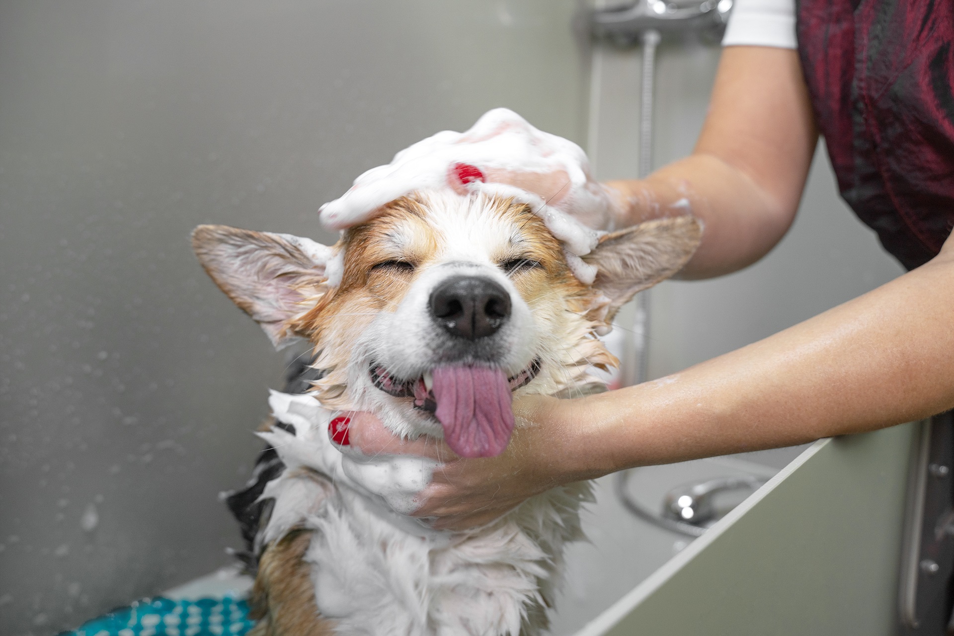 Toelettatura dei cani: cos'è, a cosa serve e come farla a casa