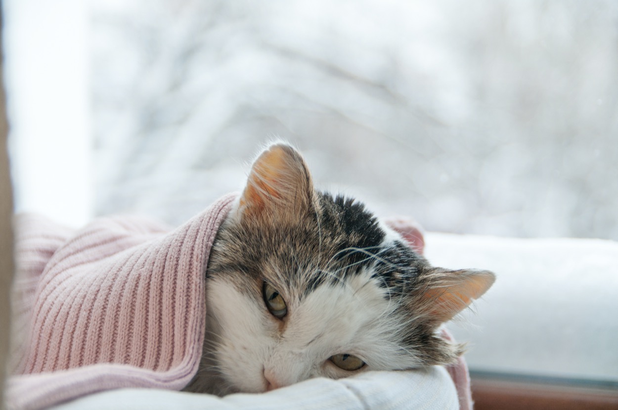 Cosa fare se il gatto è raffreddato e quando chiamare il veterinario