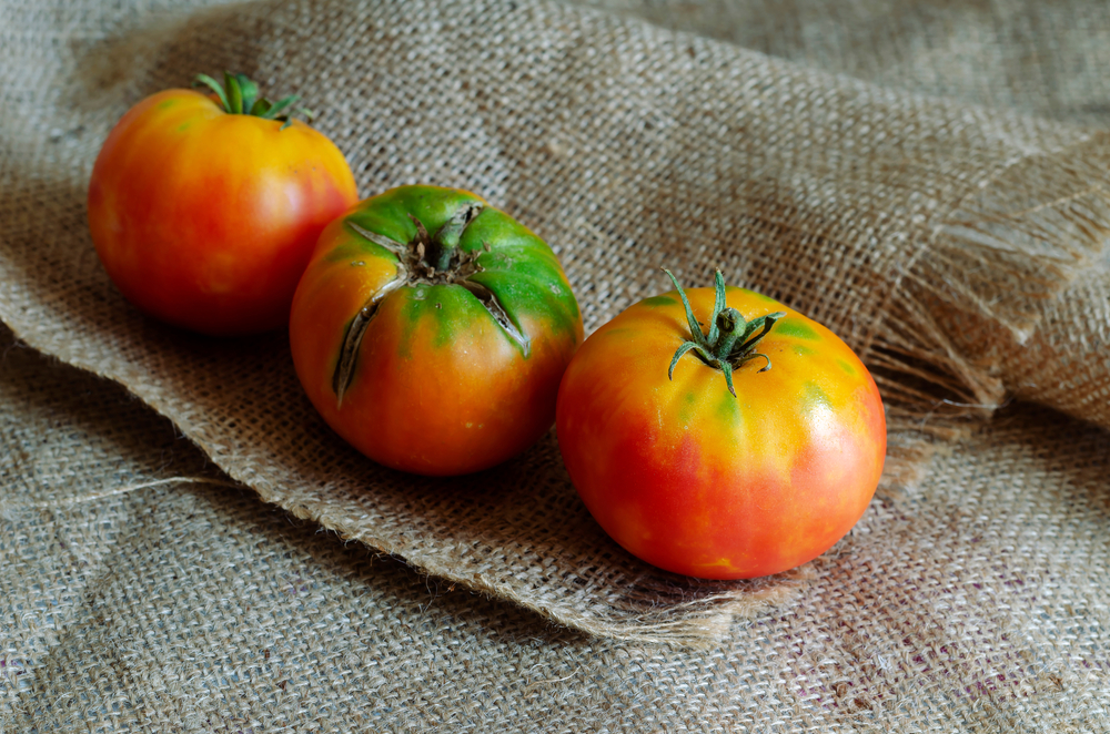 Come coltivare i pomodori nel sacco: 8 consigli utili