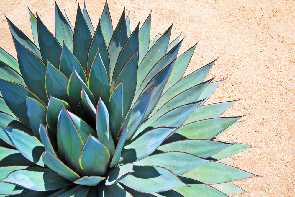 piante-grasse-nomi-agave.jpg