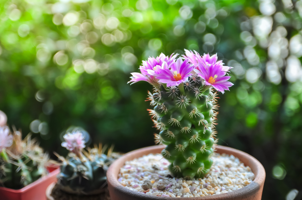 piante-grasse-nomi-coryphantha_0.jpg