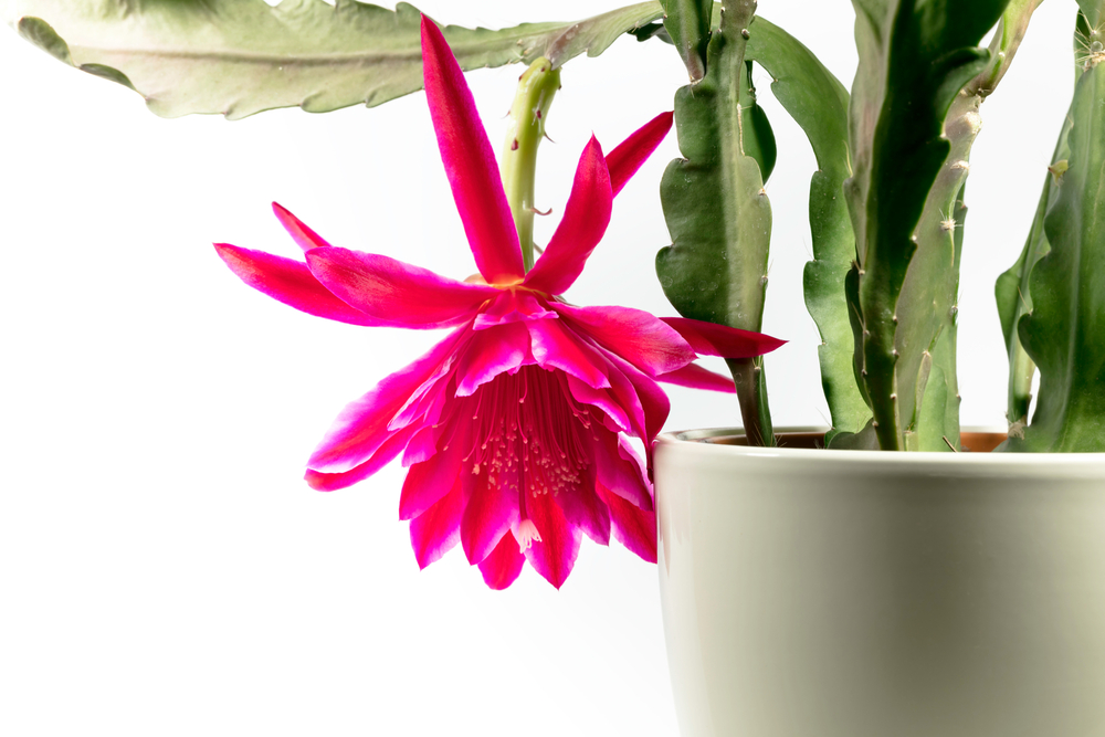 piante-grasse-nomi-epiphyllum.jpg