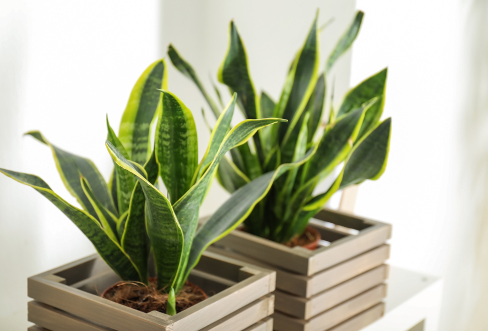 piante-grasse-nomi-lingua-suocera-sansevieria.jpg