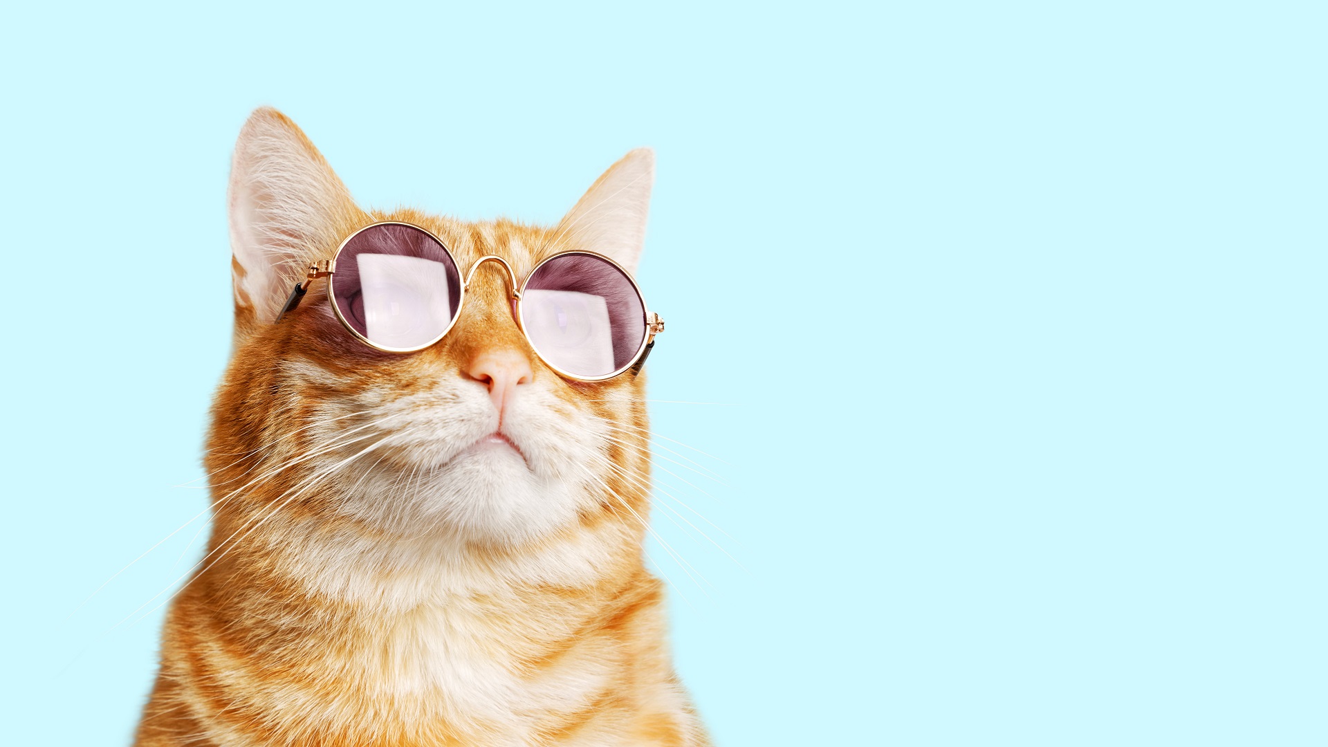 Quante vite hanno i gatti? Storie e leggende da conoscere