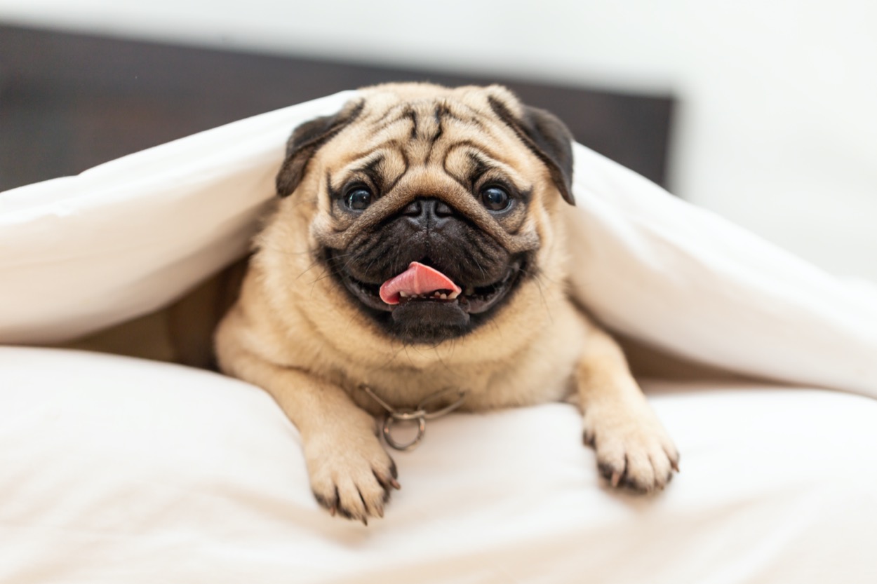 Razze di cani cinesi più famose: quali sono